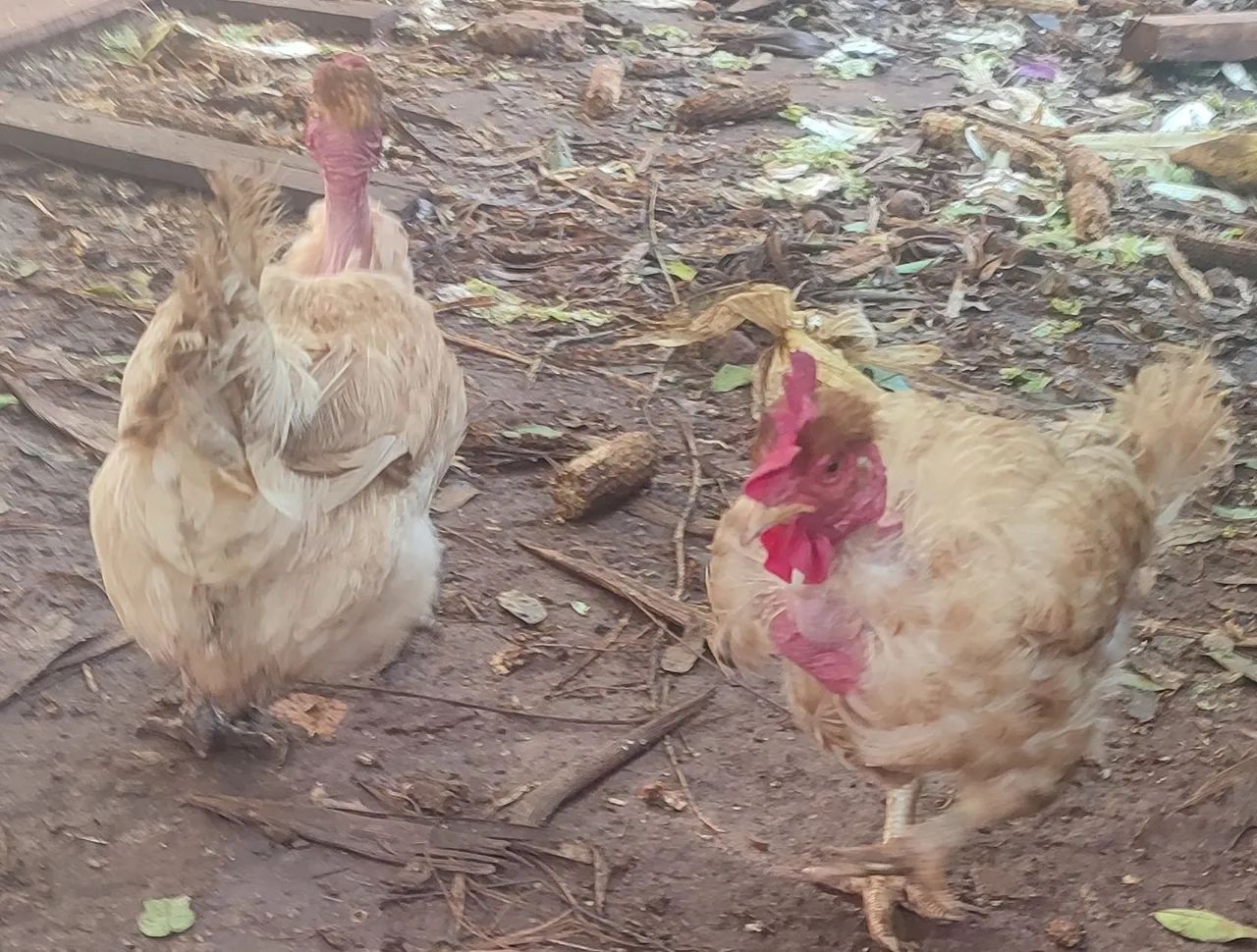 Galinha poedeira - Foto 3