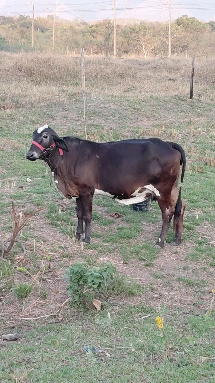 Vaca 1 cria 
