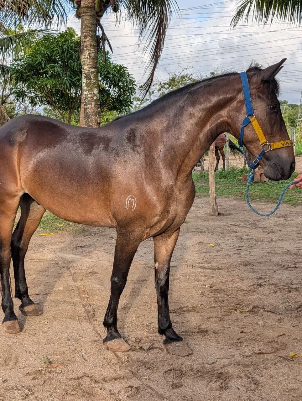 Cavalo (filho do Iraque Pontal) - Foto 2