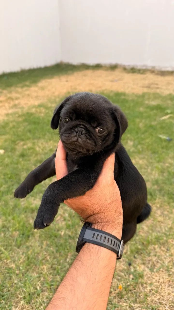 Filhote de Pug 