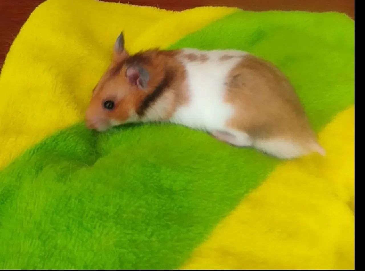 Hamster Sirios filhotes 