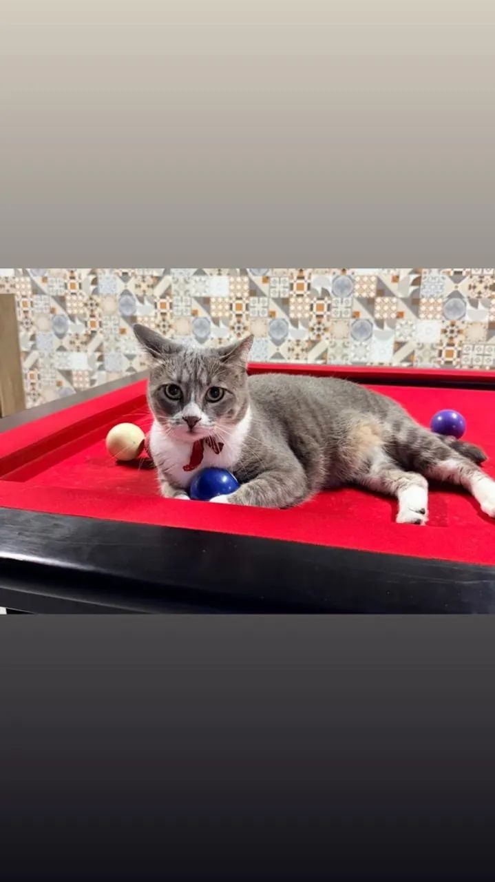 GATOS - fêmea e macho  - Foto 4