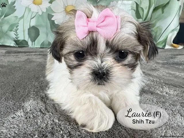 Shih Tzu - Entrega Hoje Mesmo