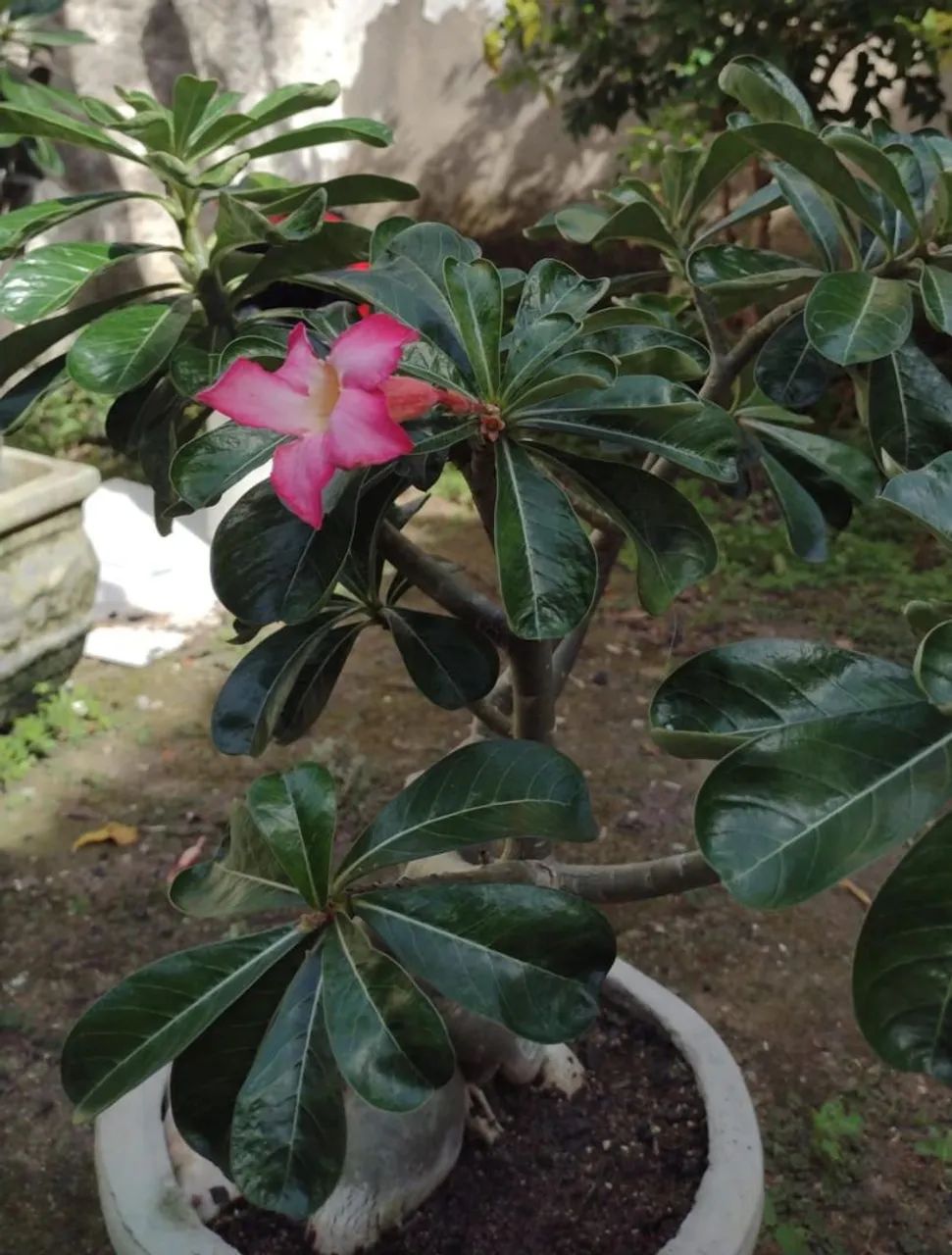 Flor do Deserto 