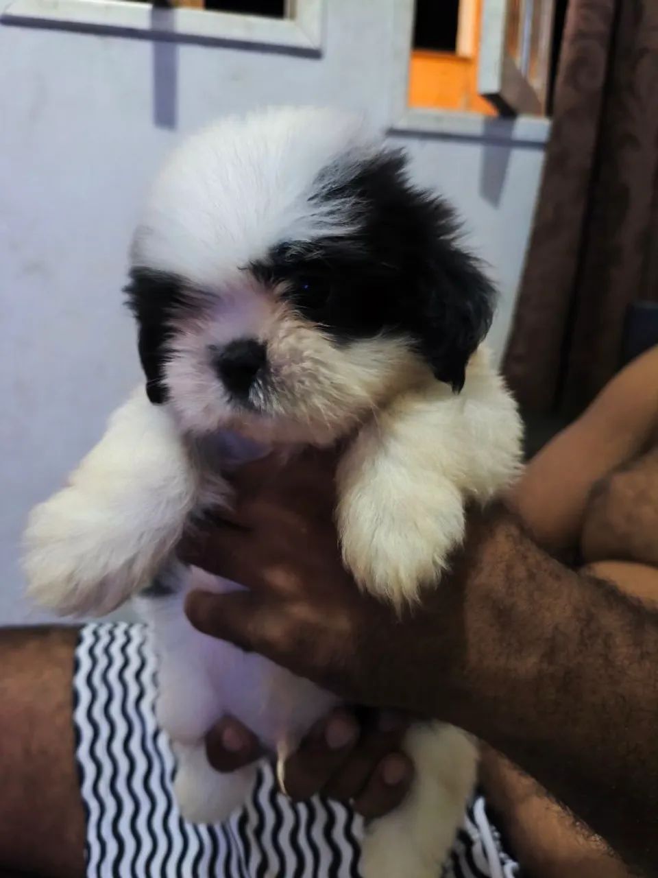 Shitzu macho  - Foto 2