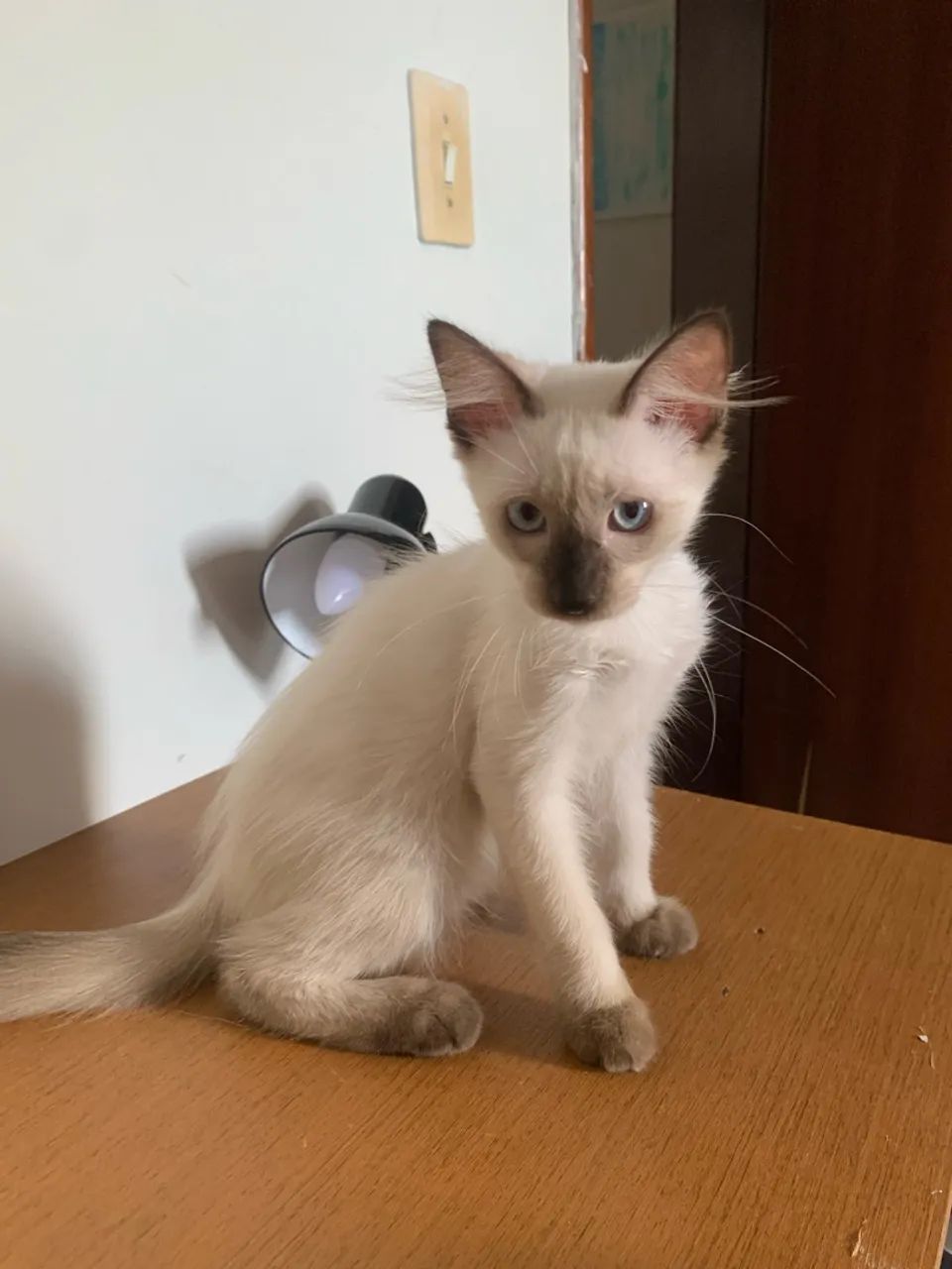doação de gato - Foto 2
