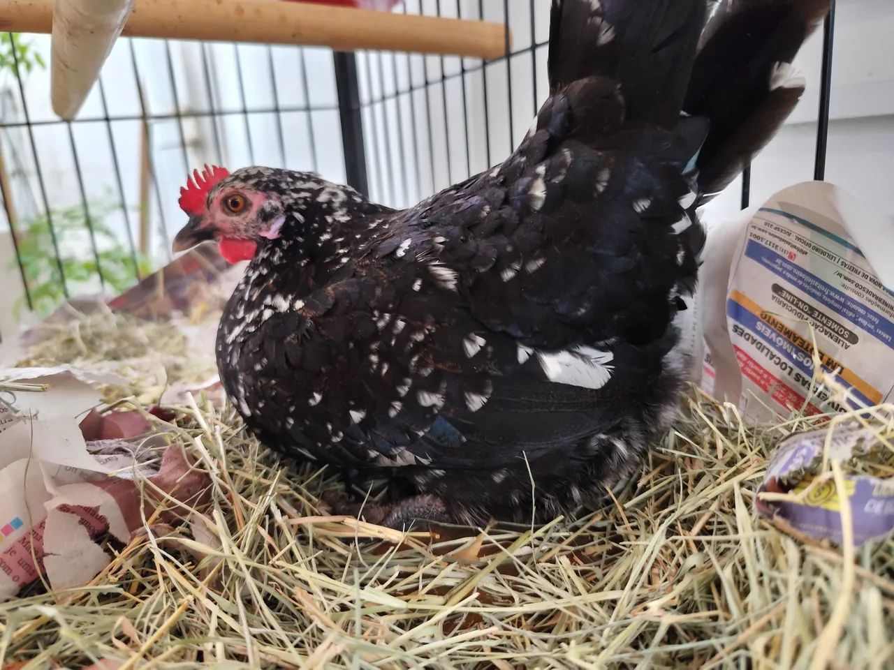 Vendo 5 garnizes jovens (2 machos e 3 fêmeas) - Foto 5