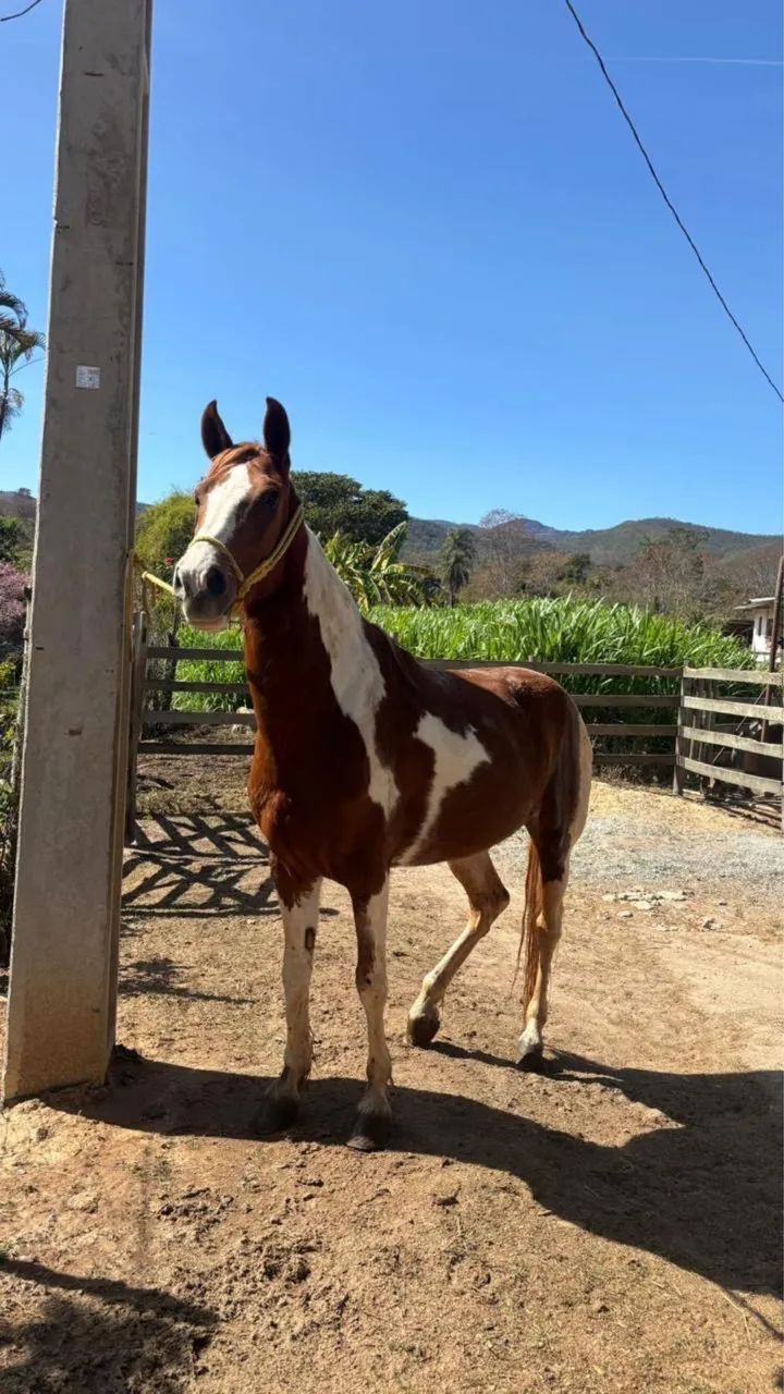 Cavalo macha batida  - Foto 3