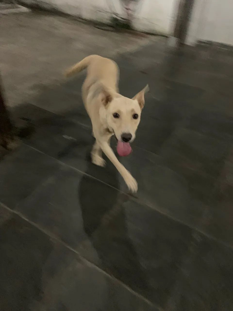 Cachorro para doacao  - Foto 4