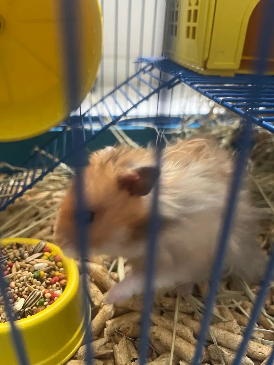 VENDO HAMSTER + GAIOLA + EQUIPAMENTOS - Foto 5