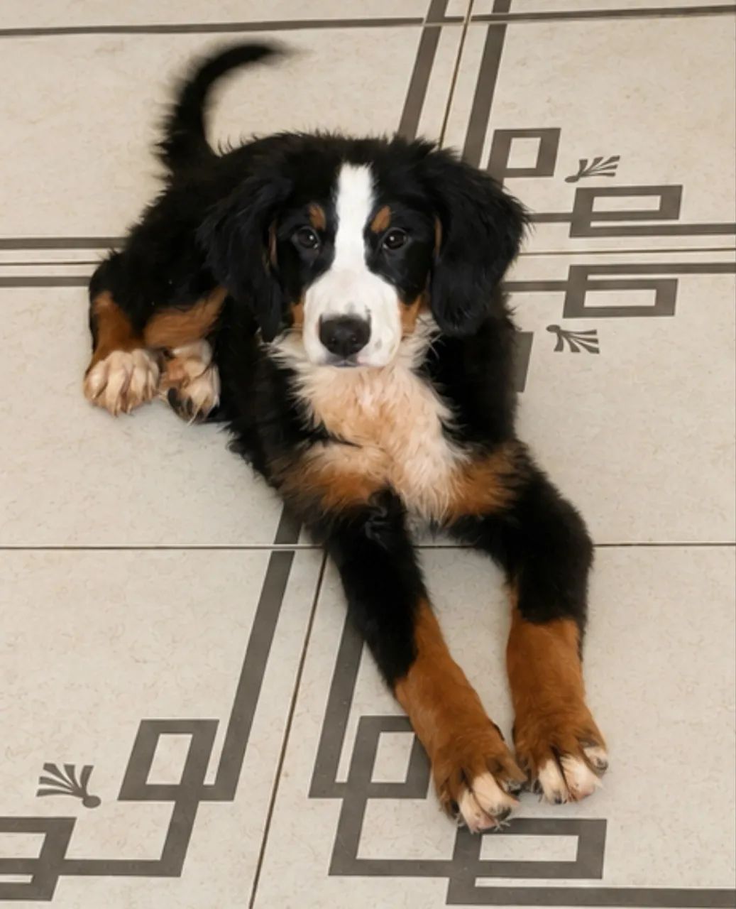 Bernese fêmea  - Foto 2