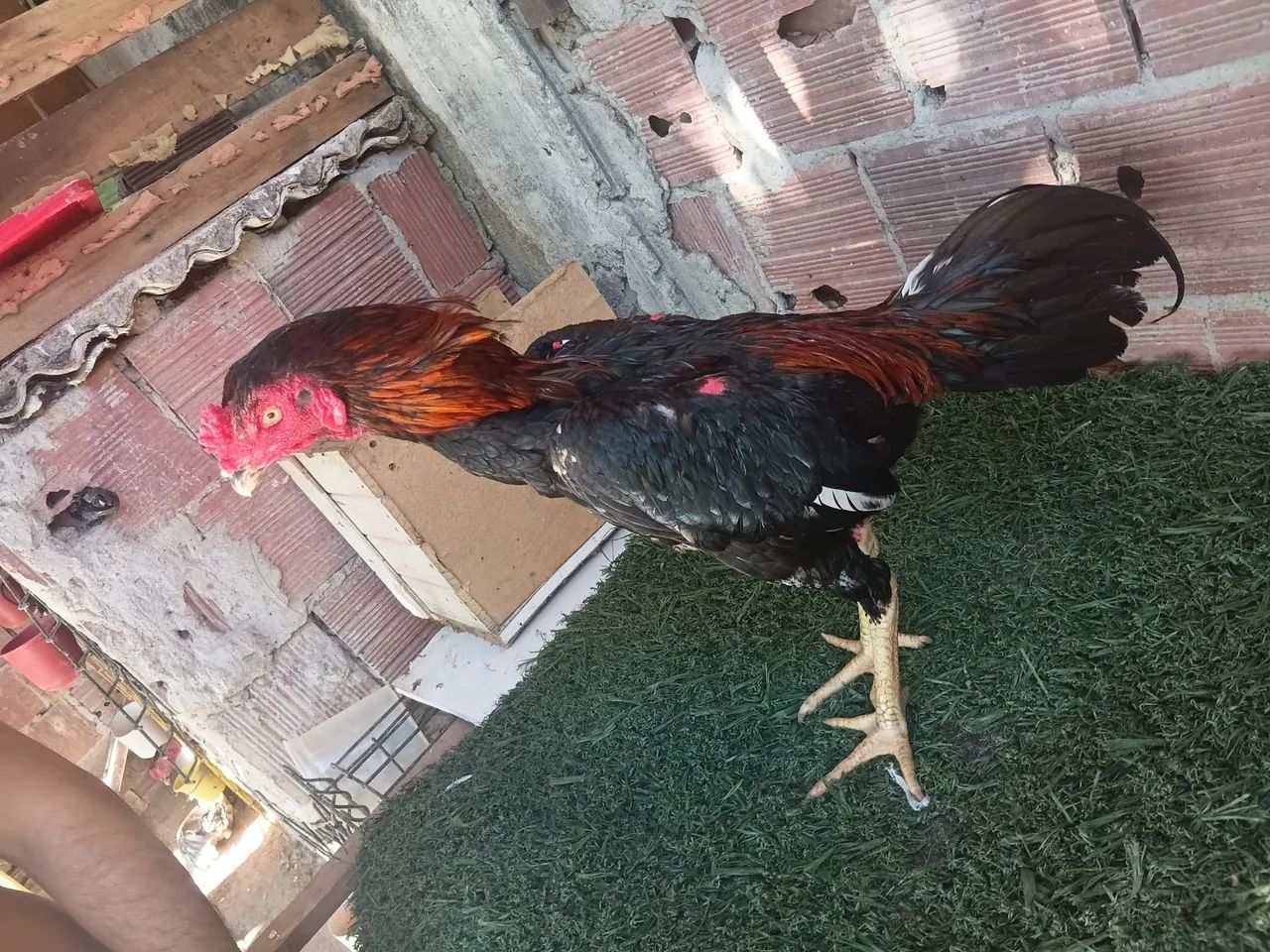 Frango indiano  - Foto 4