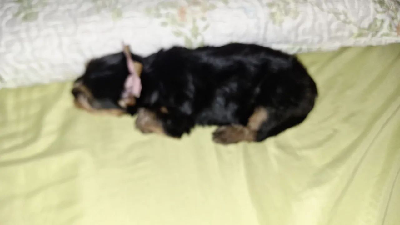Yorkshire Terrier MACHO 