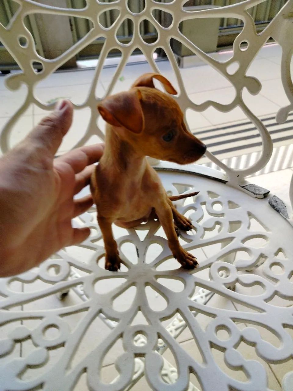 Pinscher macho  - Foto 4