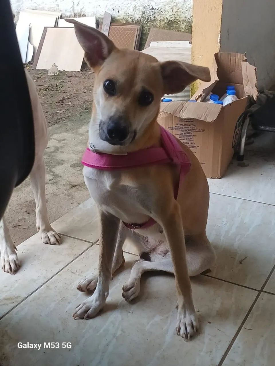 ADOÇÃO  - Foto 5