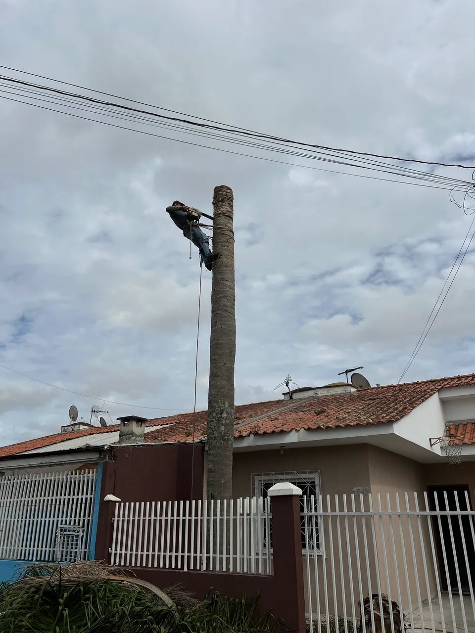 Poda de Árvores 
