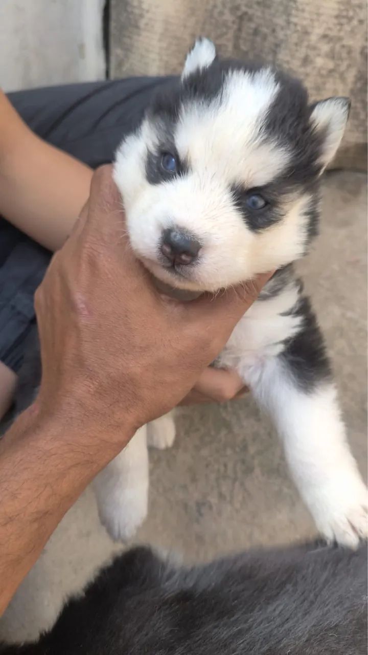 Cachorro Husky Siberiano  - Foto 3