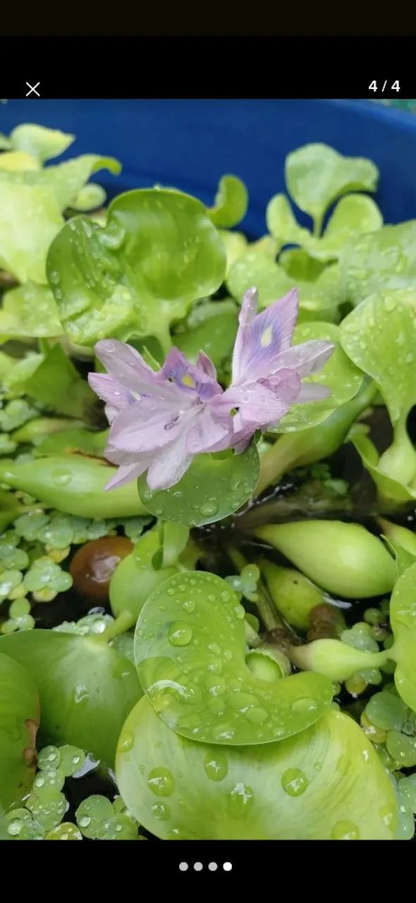 Aguapé para lagos e aquários  - Foto 2