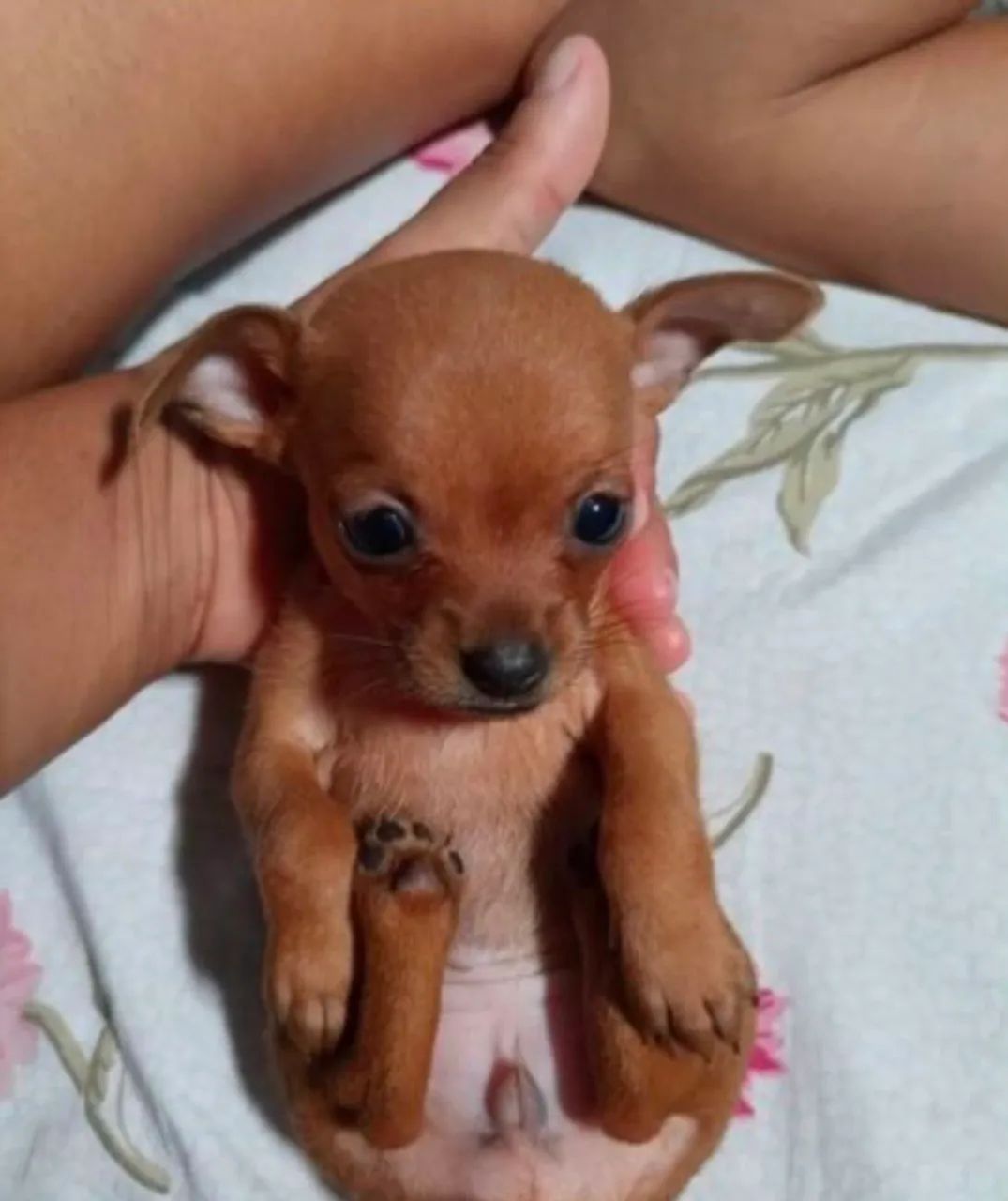 Pinscher ZERO - Foto 4