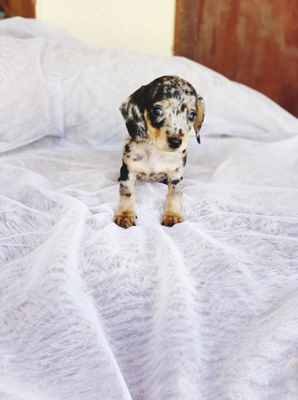 Daschund - As patinhas mais curtinhas.