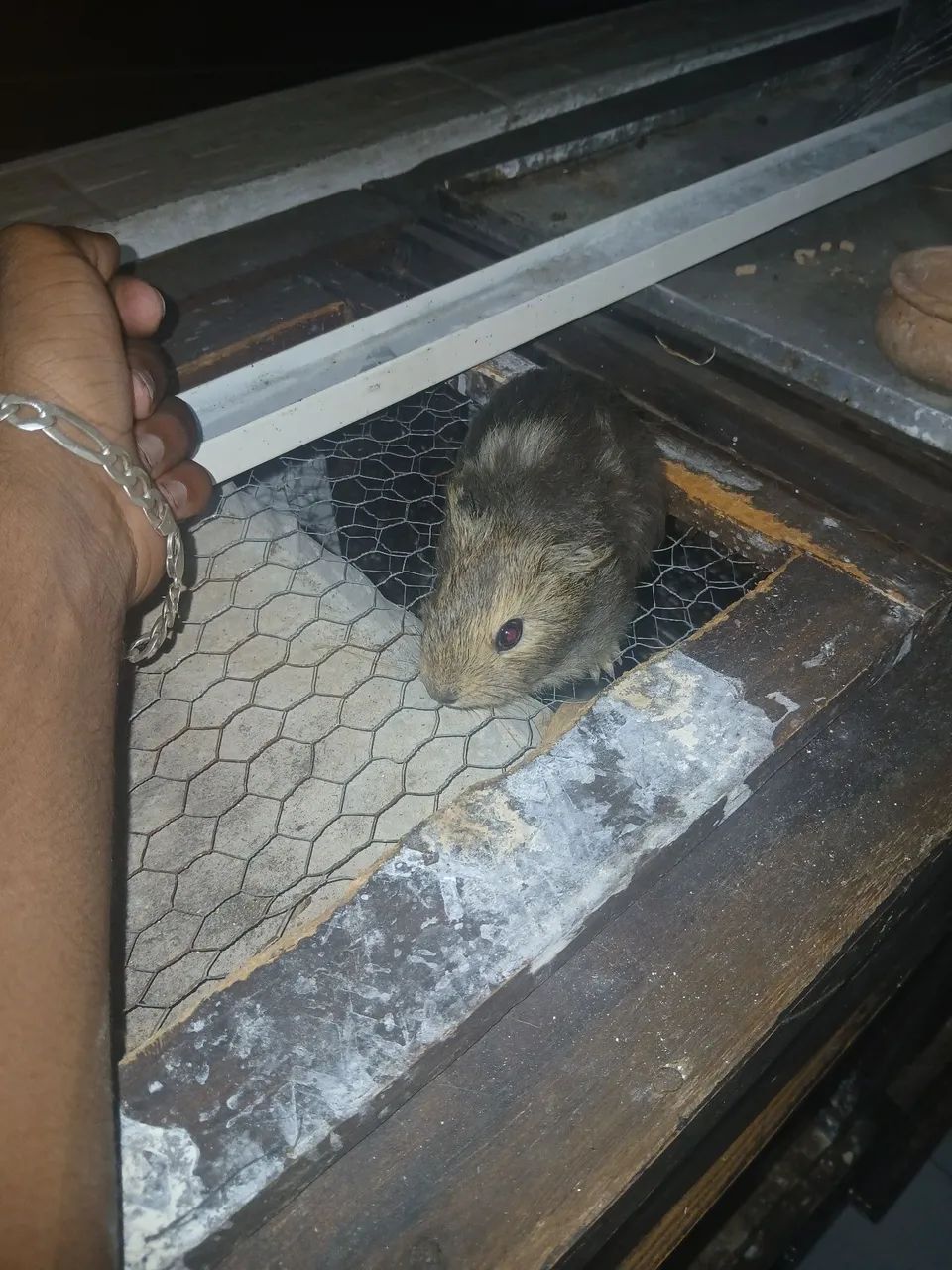 Porquinho da india65579489348609123
