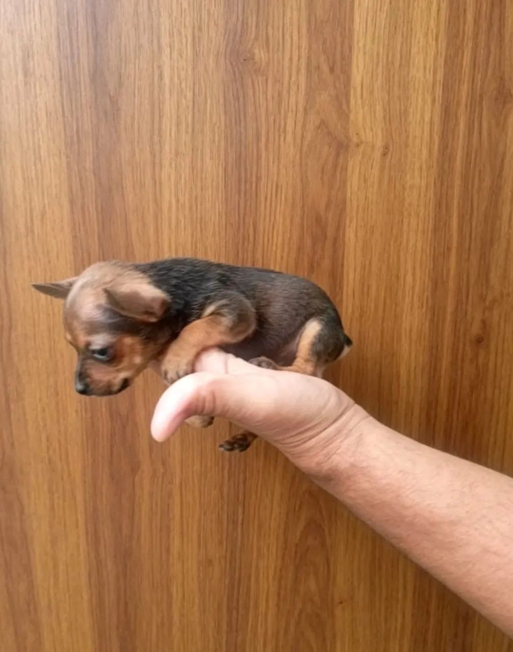 Pinscher 