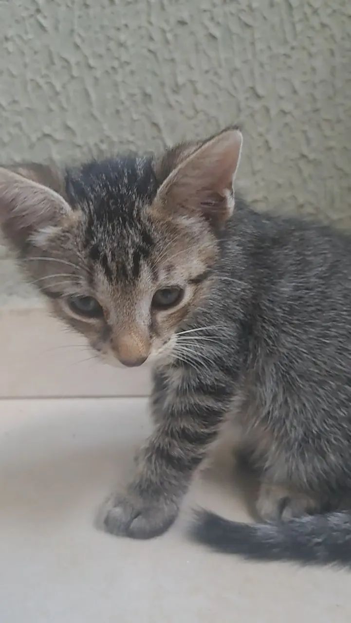 Gato filhote para adoção  - Foto 3