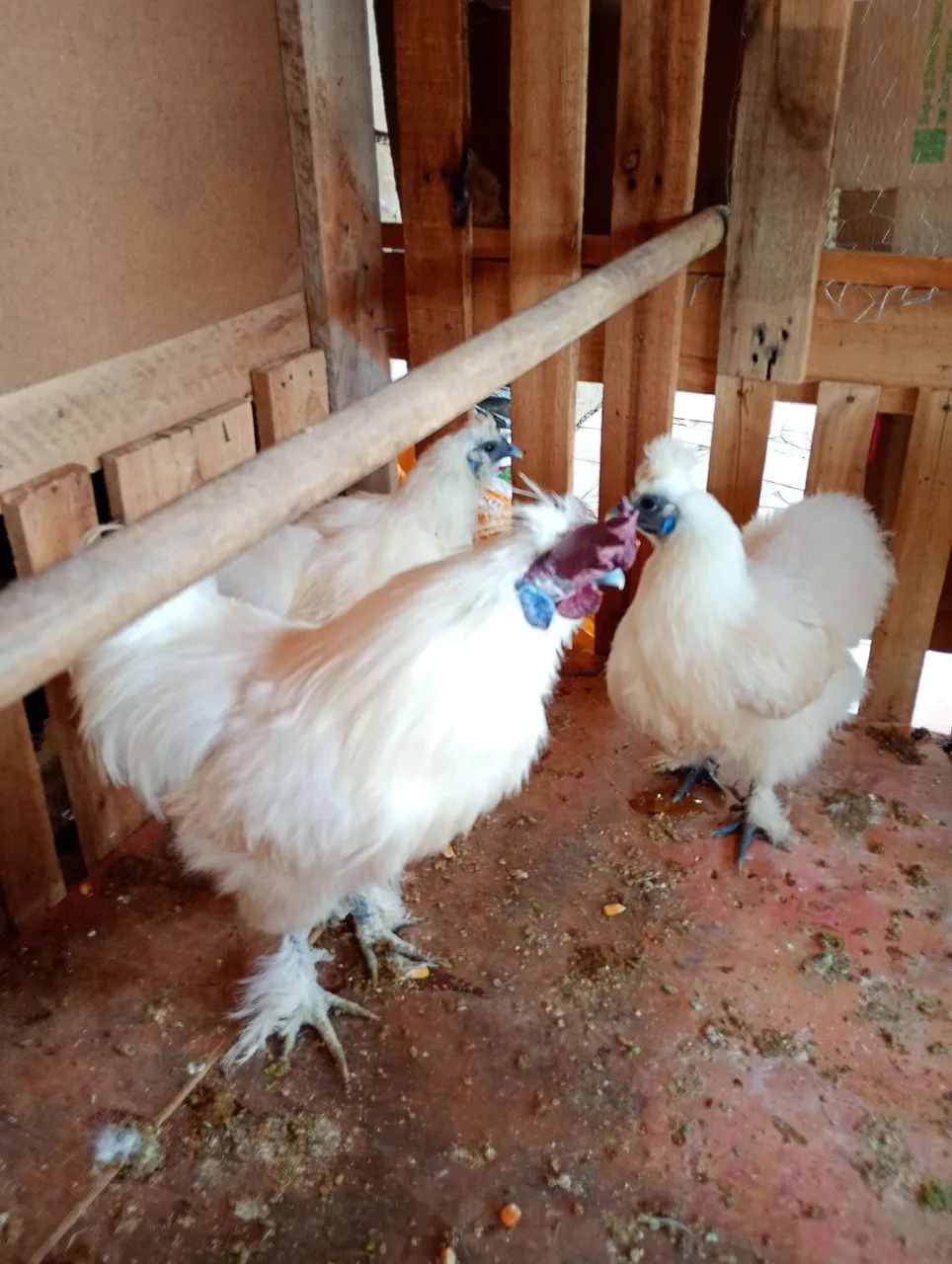 Ovos galinha sedosa 