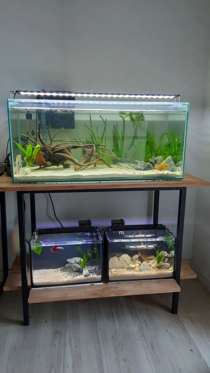Aquario 100 litros