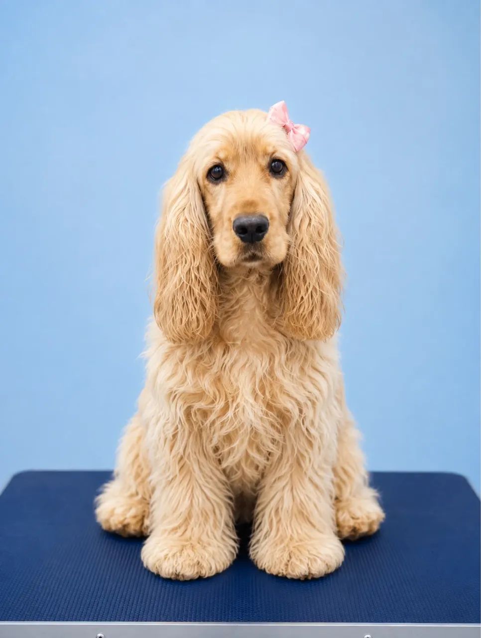 FILHOTES DE COCKER SPANIEL  - Foto 3