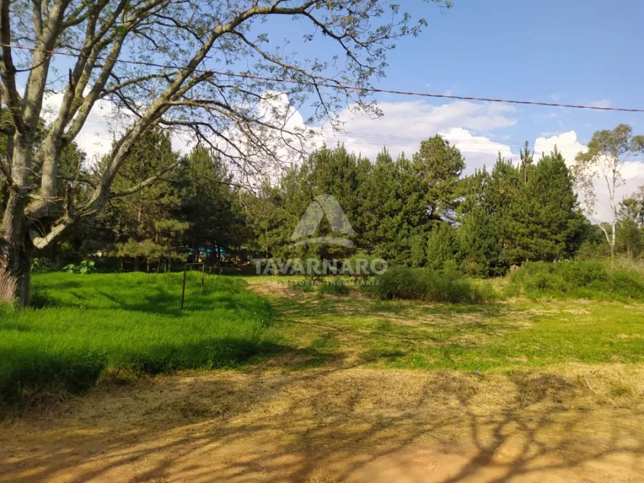 Terreno Padrão em Ponta Grossa - Foto 3