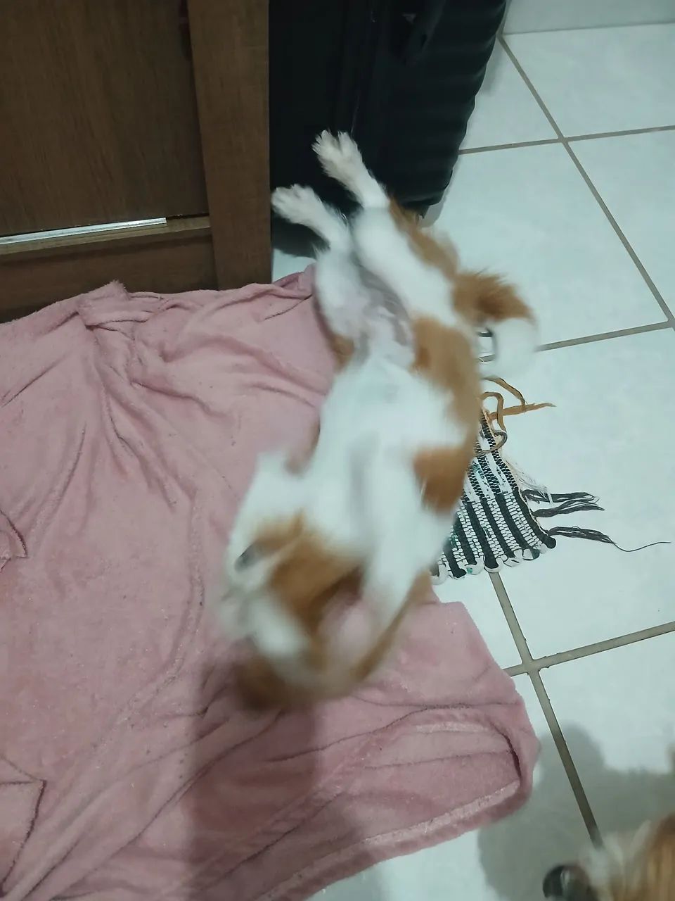 Shitzu - Foto 3