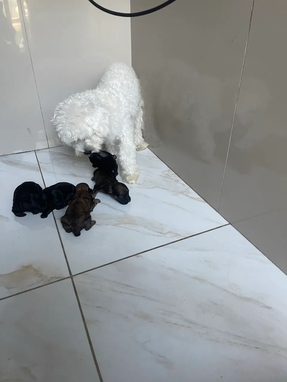 cachorros poodle - Foto 2