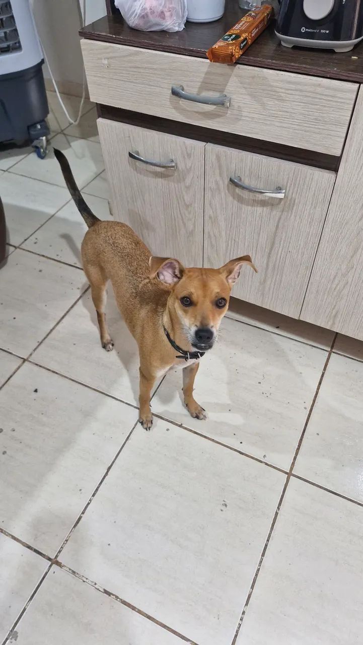 Doando Cachorrinha  - Foto 3