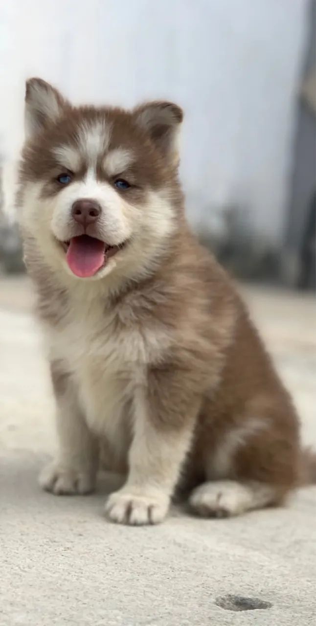Cachorro  - Foto 2