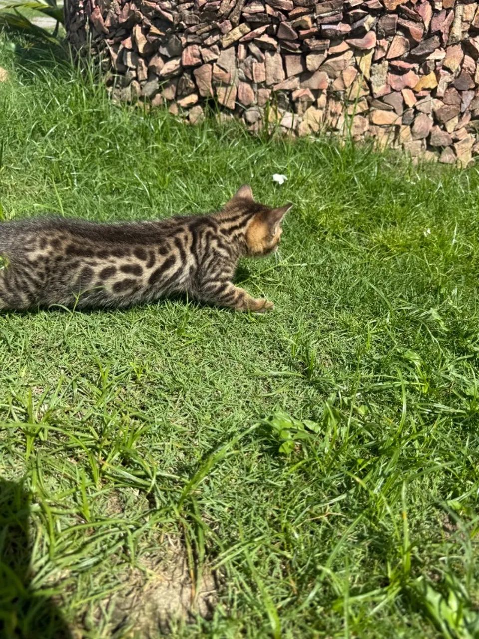Gato de Bengala Filhote - Foto 6