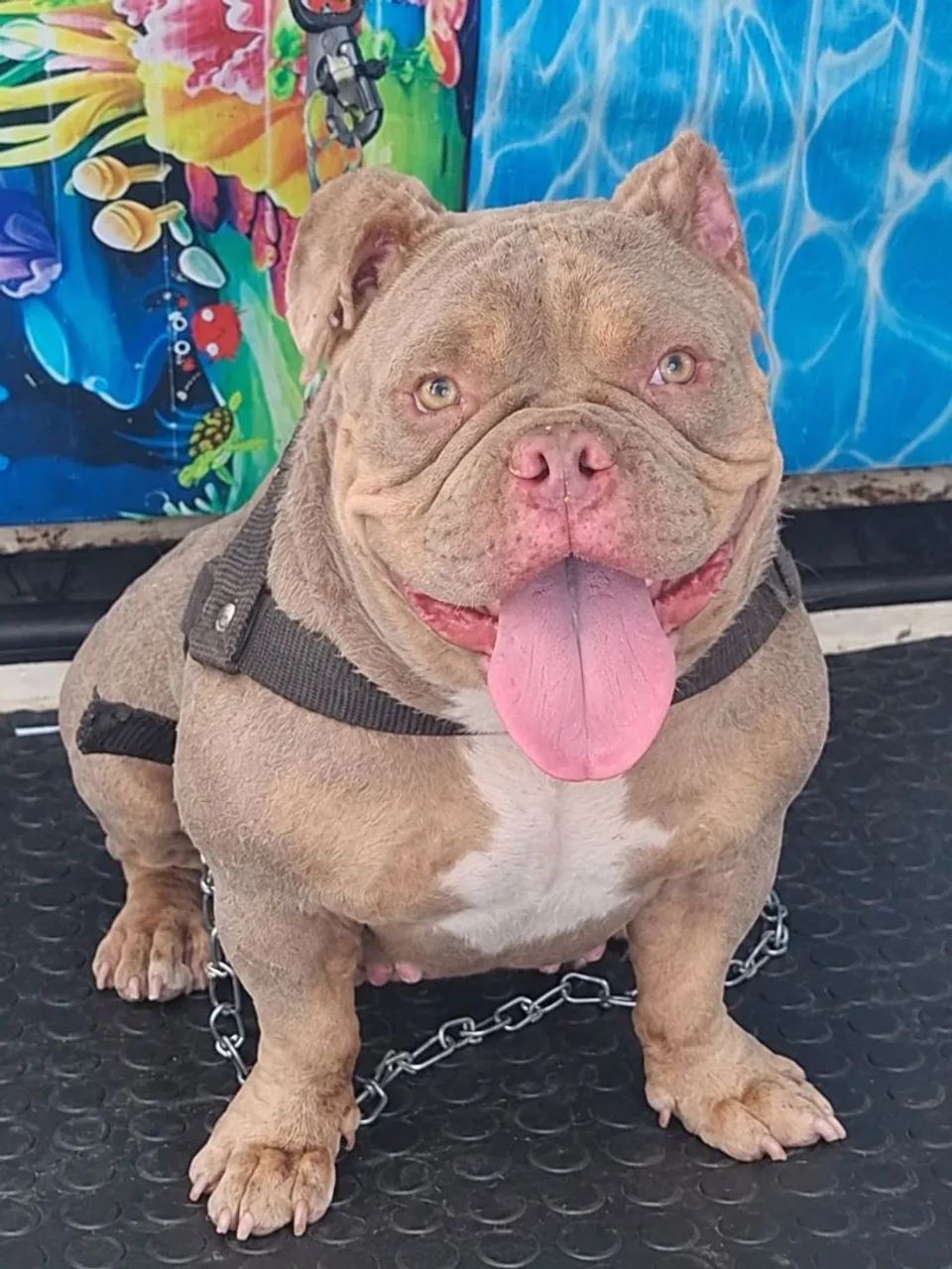 American bully exótic