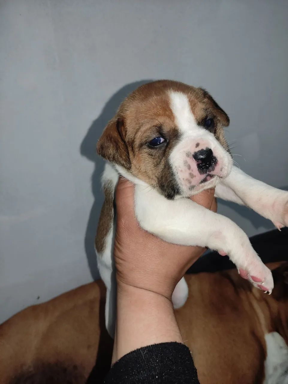 Filhotes Boxer  - Foto 4