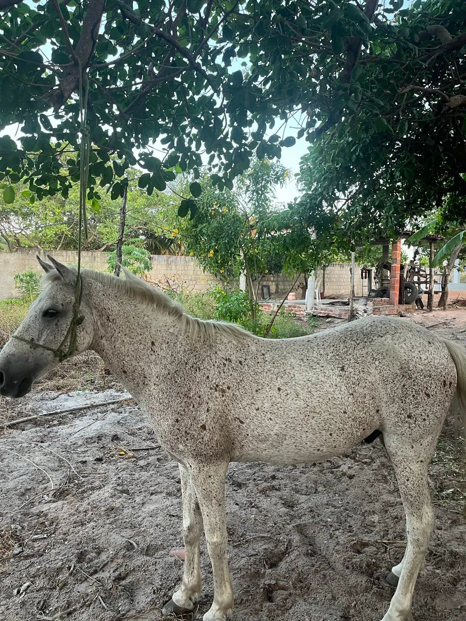 Cavalo manso  - Foto 3