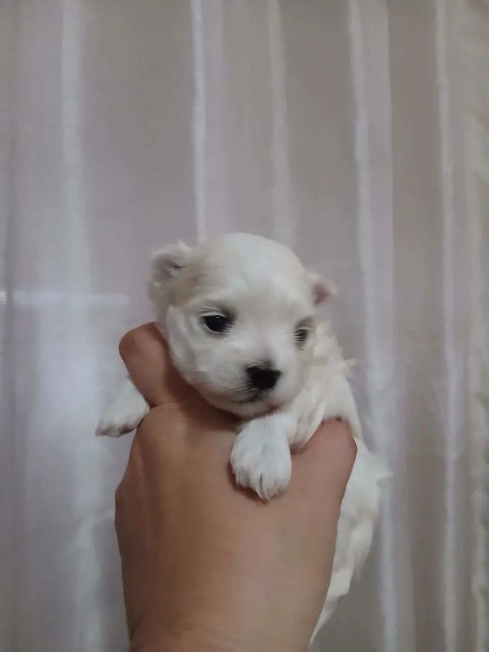 Maltês 