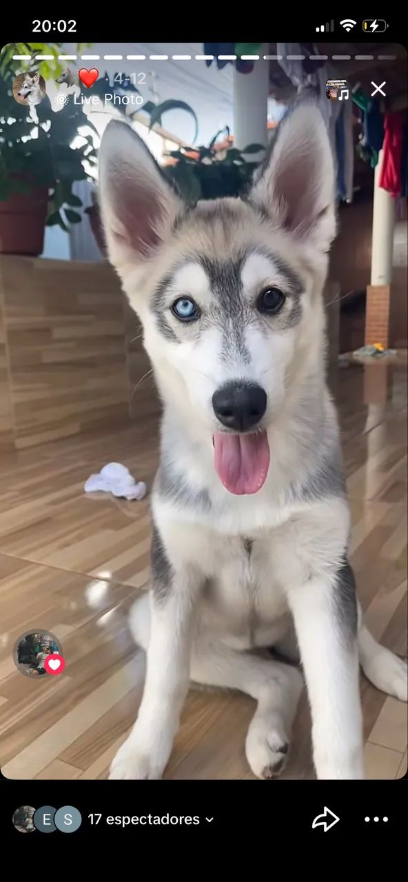 Pet - Foto 2