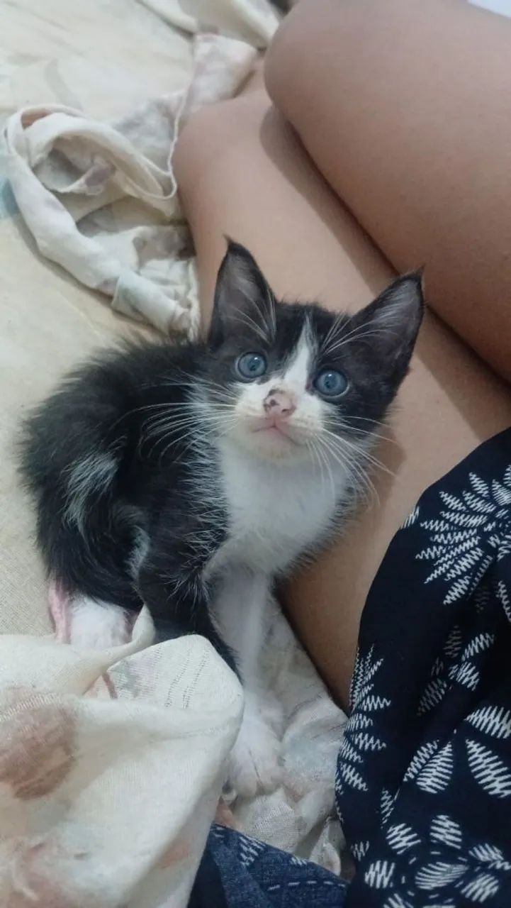 Gatos pra doacao  - Foto 2