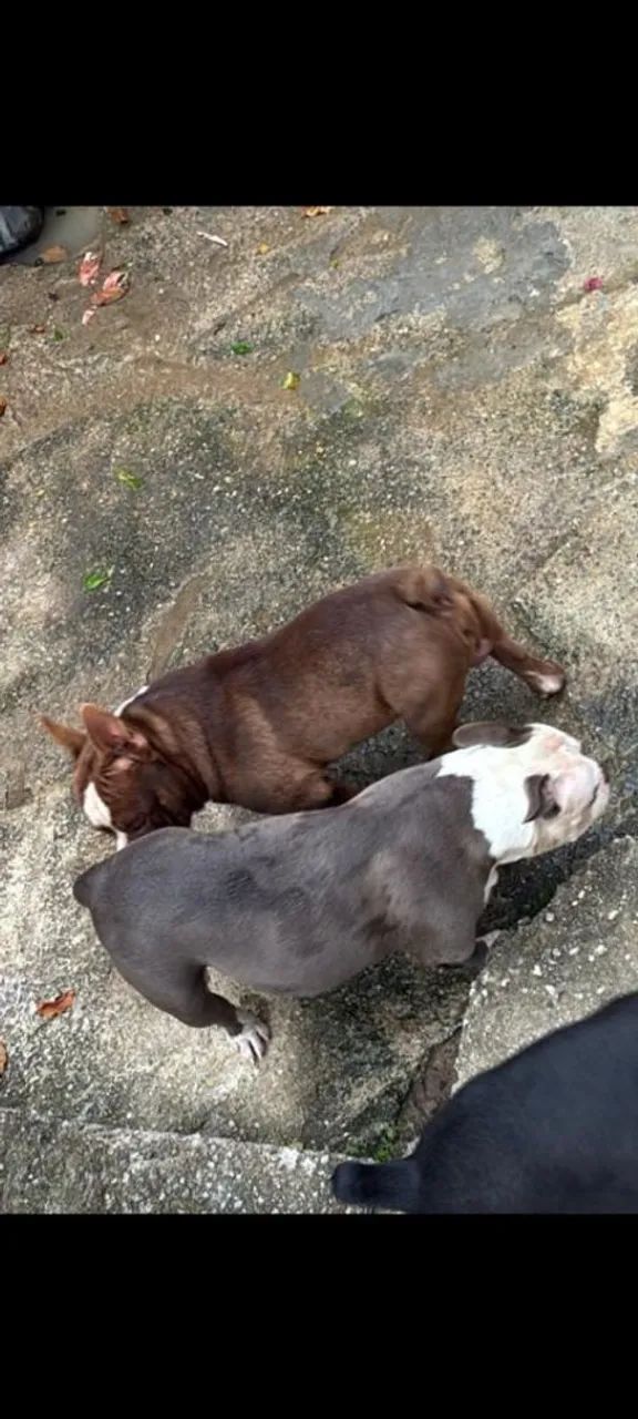 American Bully - Foto 3