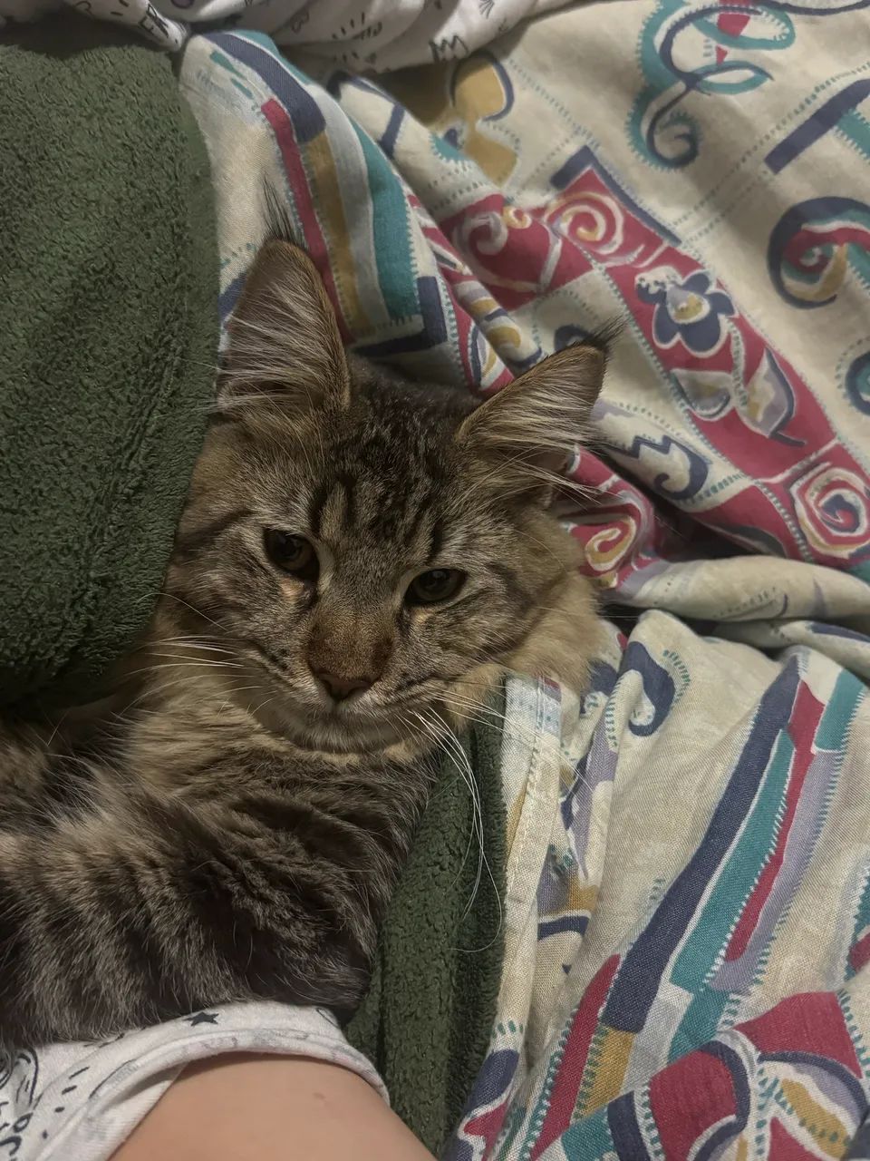 Maine coon - Foto 2