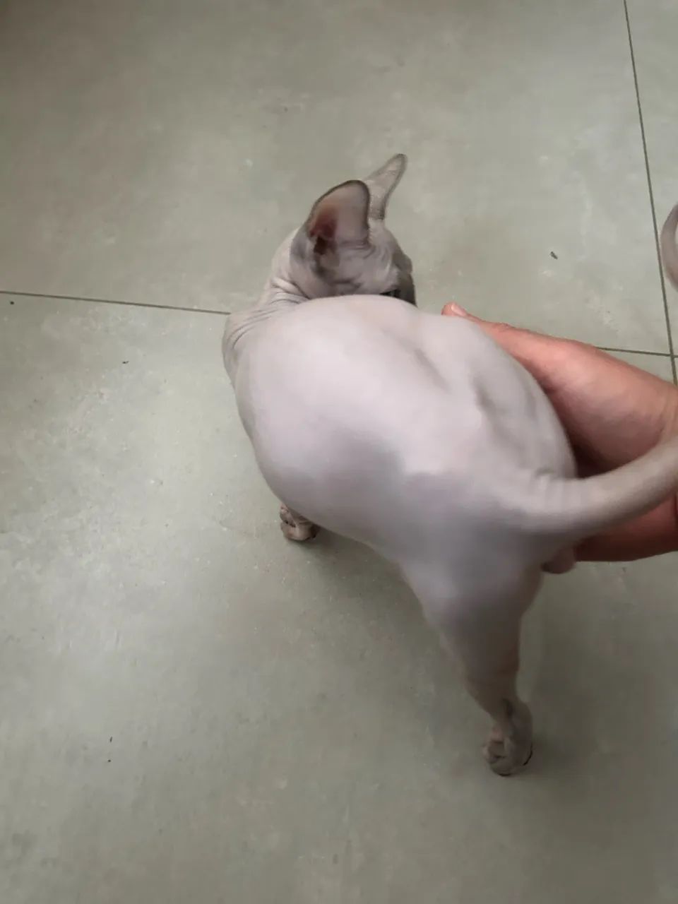 Gato Sphynx - Foto 5