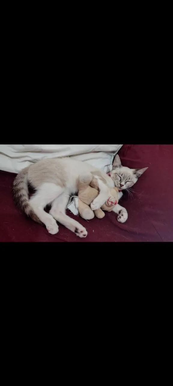 Gata pra adoção  - Foto 3