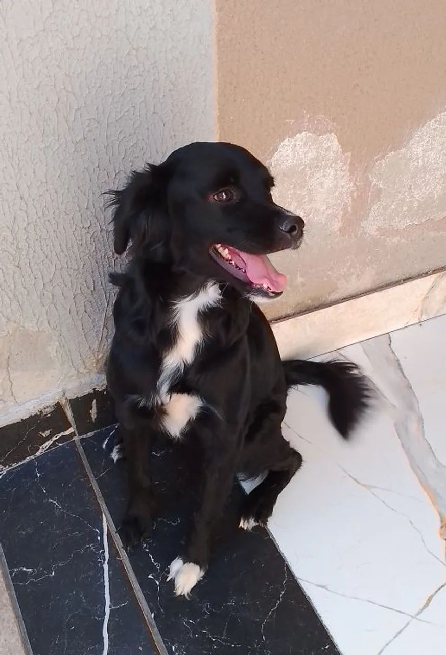 Adoção responsável 