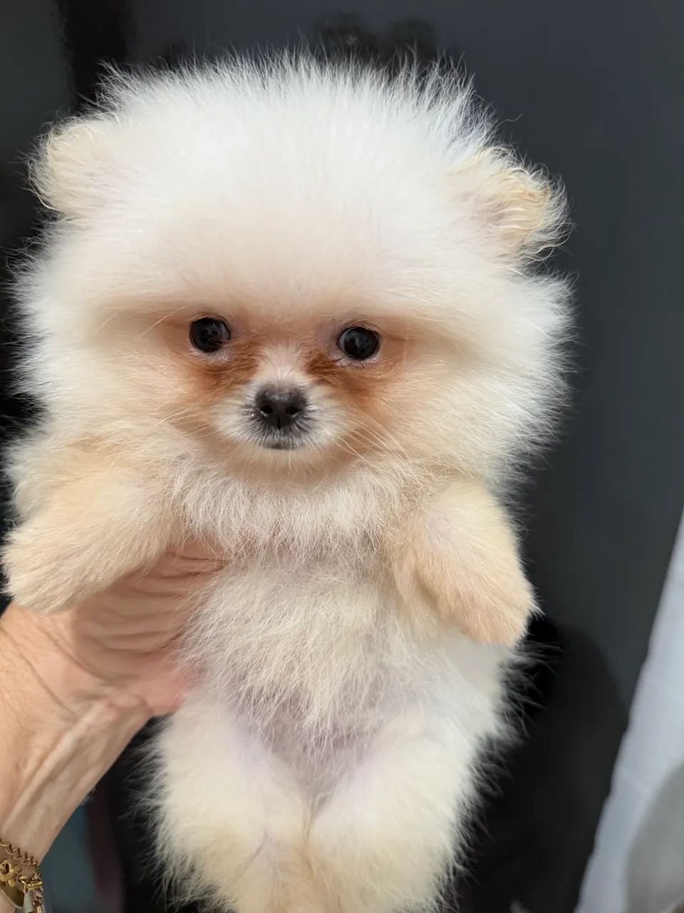 Spitz alemão anao - Foto 3