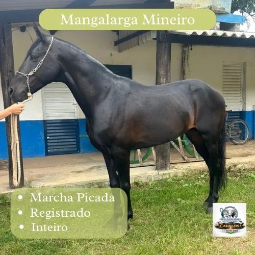 Venda de Cavalos - Foto 2