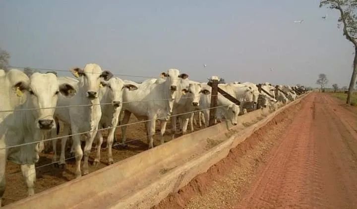 Cochos para confinamento gado (Concreto) - Foto 2
